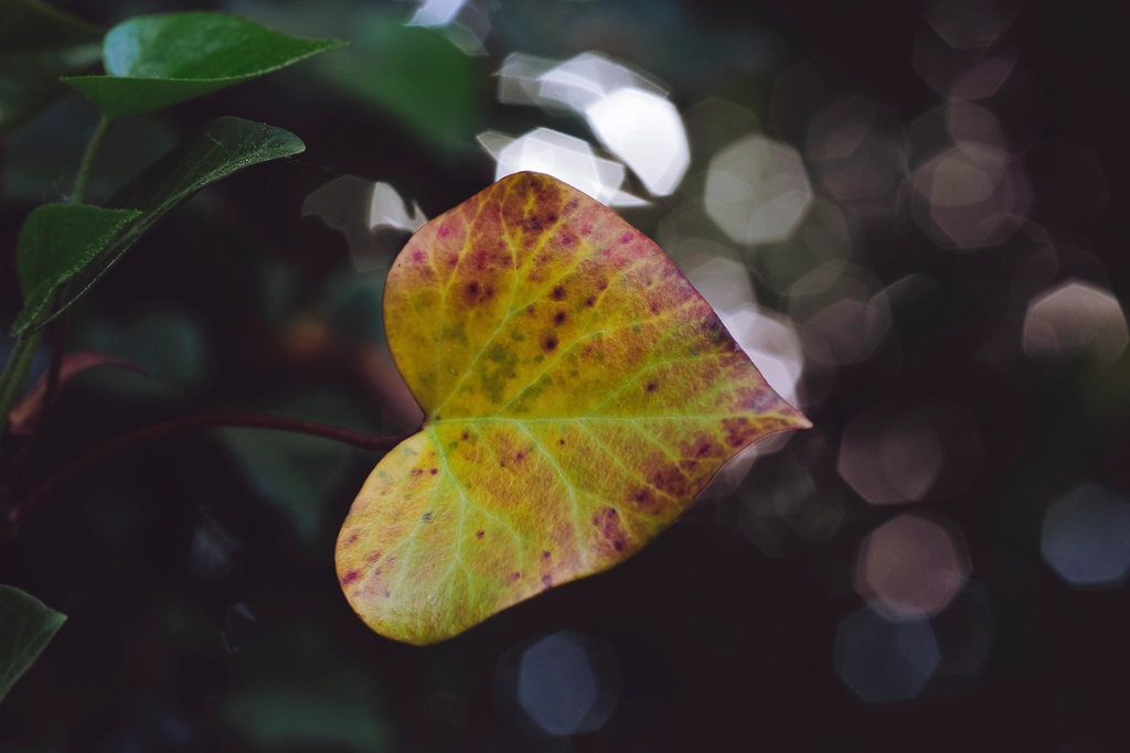 Heart shaped leaf